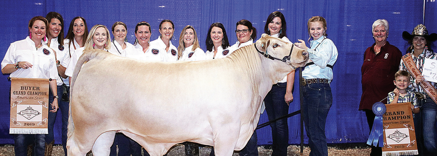 2019 Grand champion American steer